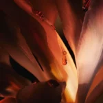 دیور هوم اینتنس | Dior Homme Intense