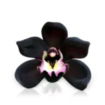 تام فورد بلک اورکید | Black Orchid Tom Ford